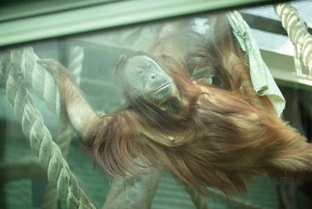 Portrait of a big monkey in the zoo. animal