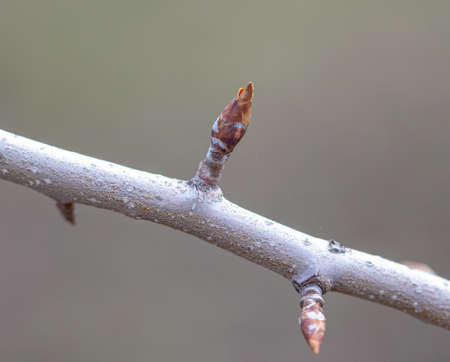 Closed flower bud on a pear branch in spring. Macro