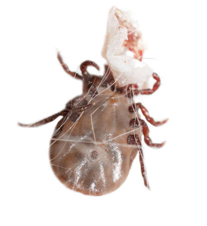 The tick is isolated on a white background. Macro
