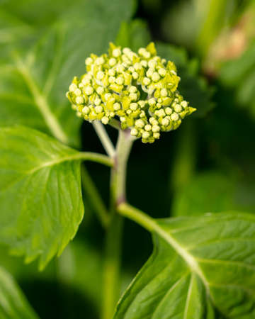 Small white flowers on a green herbaceous plant. Nature