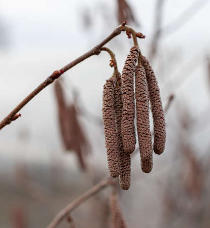 Hazelnut blossom on tree branches in early spring. Nature