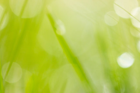 Bokeh of green grass as an abstract background. Textureの写真素材