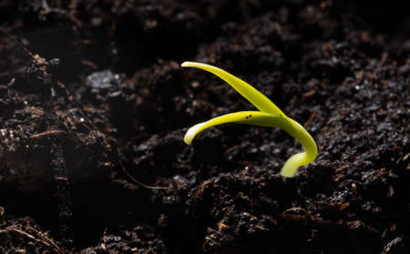 A small sprout of bell pepper sprouts in the ground. Macroの写真素材