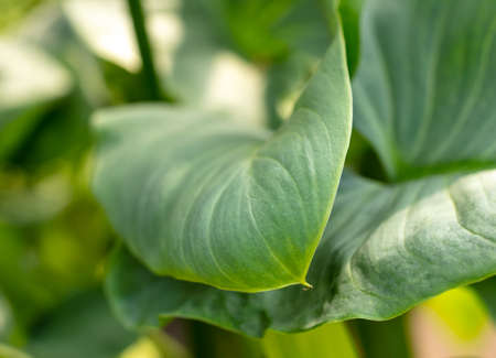 Green leaves on an ornamental herbaceous plant. nature in the arboretumの写真素材
