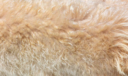 Animal fur as a background. Texture