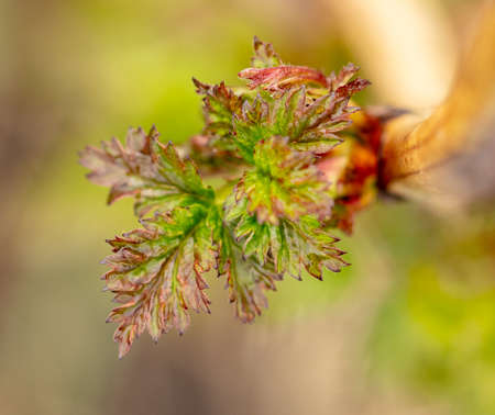 Small leaves on a raspberry branch in early spring. Macro