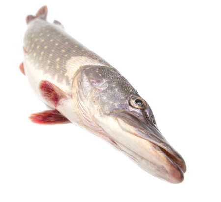Pike fish isolated on white background. close-upの写真素材