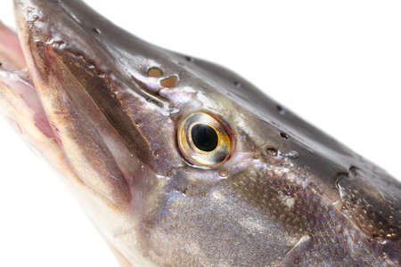 Pike fish isolated on white background. close-upの写真素材