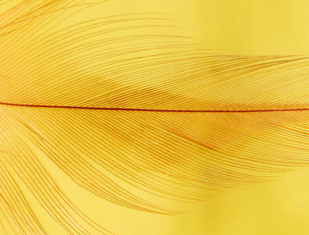 Close-up of a feather as a background. Macroの写真素材