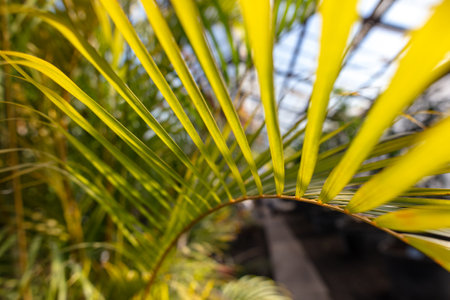 Green leaves on a palm plant. nature in the tropics