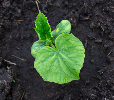 Young seedling of cucumber in the ground. close-upの写真素材