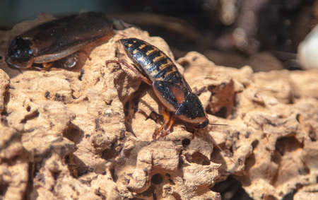 Large cockroaches in nature. Macroの写真素材