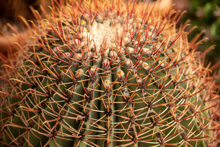 Cactus plant in the arboretum. Nature