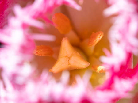 Yellow pistil in a pink tulip. Macroの写真素材