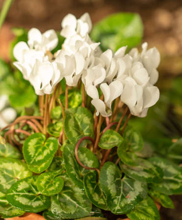 Beautiful white flower in nature. close-upの写真素材
