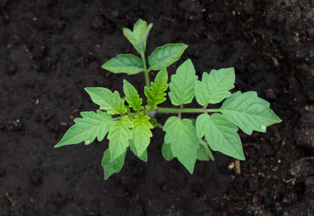 Young tomato seedling in the ground. close-up