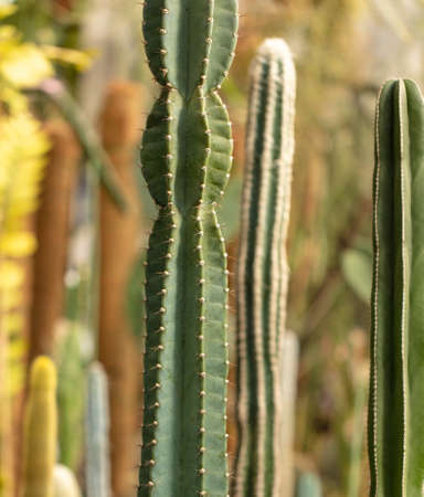 Cactus plant in the arboretum. Natureの写真素材