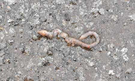 Dead earthworm on the pavement. close-up