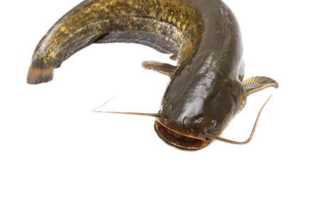 Catfish isolated on white background. close-up