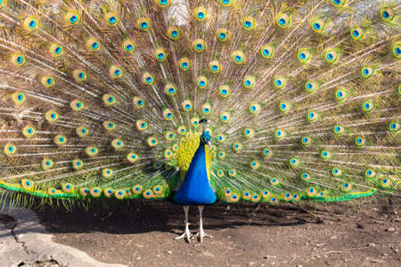 Portrait of a peacock in nature. birdの写真素材
