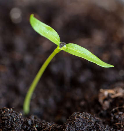 A small sprout of bell pepper sprouts in the ground. Macro