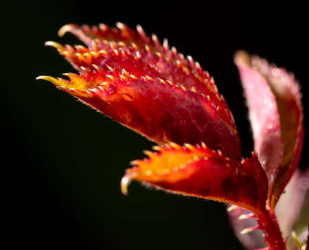 Red leaves of a plant on a black background. close-up
