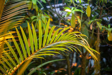 Palm plant branch as a background. Natureの写真素材