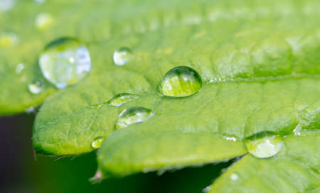 Raindrops on a green strawberry leaf. close-up