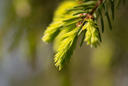 Green young needles on the branches of a spruce in the park. Nature