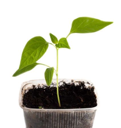 Small paprika sprout isolated on white background. close-upの写真素材