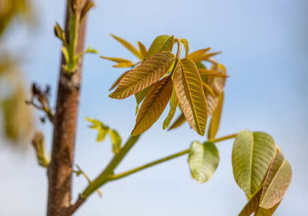 Small leaves on a walnut branch in spring. close-upの写真素材