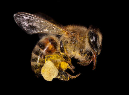 The bee is isolated on a black background. Macro