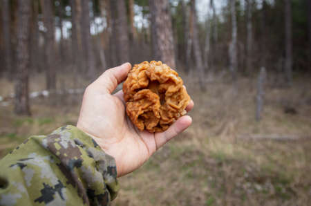 Mushroom stitches in the boy's hand in the forest.の写真素材