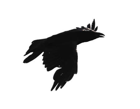 Silhouette of a black crow in flight on a white backgroundの写真素材