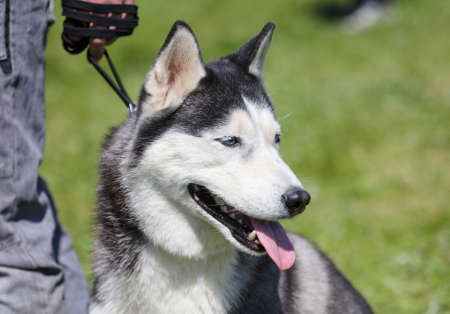 Husky dog portrait in nature. close-upの写真素材