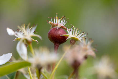 Small pears on the branches of a tree in spring. close-upの写真素材