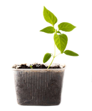 Small paprika sprout isolated on white background. close-upの写真素材