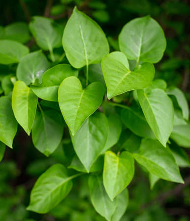 green leaves on the tree. Nature