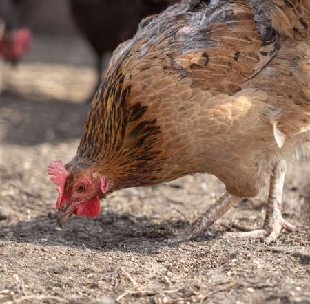 Portrait of a chicken in nature. close-upの写真素材