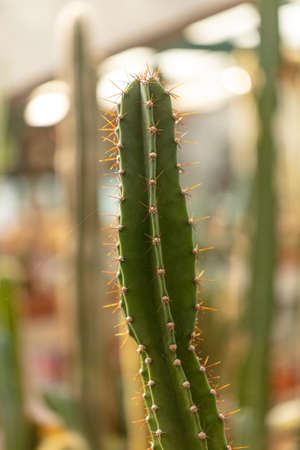 Cactus plant in the arboretum. Natureの写真素材