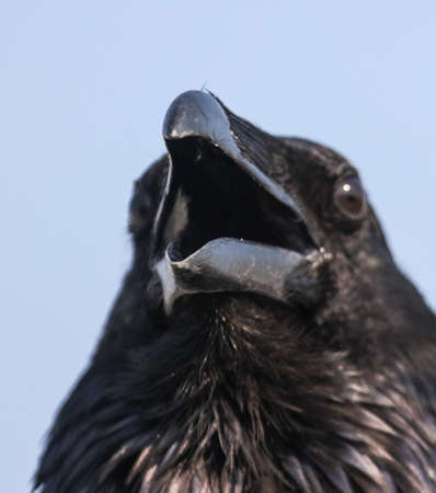 Portrait of a black crow against a blue sky