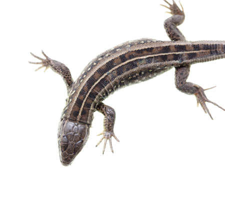 Lizard portrait isolated on white background. close-up
