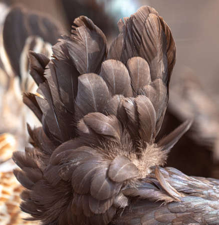 Feathers on the tail of a chicken. close-up