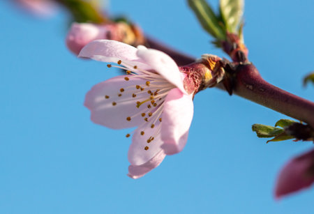 Pink peach blossom against a blue sky. Springの写真素材