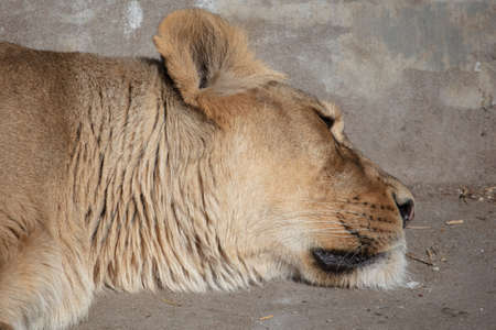 The lioness lies on the stone ground in the zoo. animalの写真素材