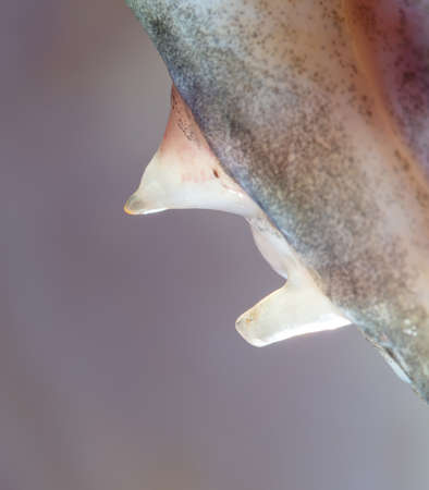 Sharp teeth in the mouth of a pike. Macro