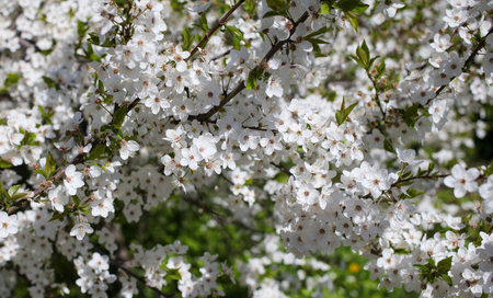 Flowers on a cherry tree in the park. nature in spring