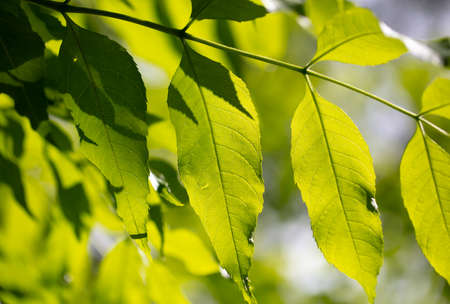 green leaves on the tree. Nature