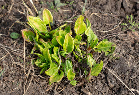 Green sorrel leaves in the ground in early spring. Nature