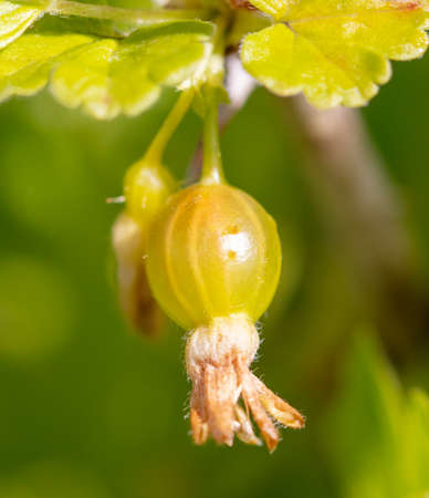 Green gooseberry on a plant in spring. close-upの写真素材